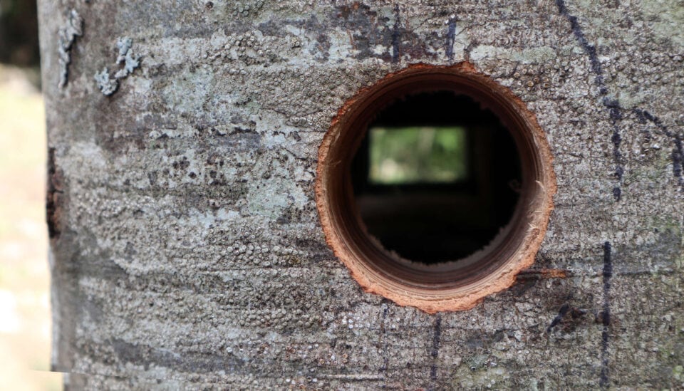 Entre Chien Et Loup, Périscope, 2022, bois de hêtre, miroir, 2 x 0,5 x 0,4 m, in situ